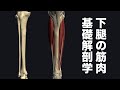 下腿の筋肉の基礎解剖学を解説してみた