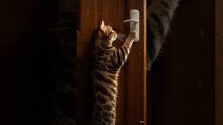 Sharmili Bhuri Billi Ki Himmat 🐾 | Emotional Cat Story#catstory #hindistory #emotionalstory #cutecat