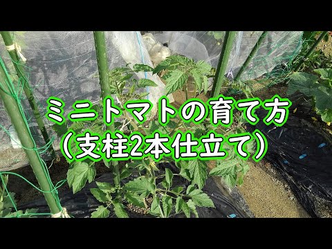 ミニトマトの育て方 支柱2本仕立て Youtube