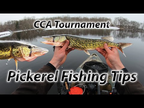 Pickerel Fishing 