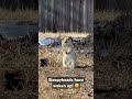 Sleepyhead prairie dogs have woken up! It’s Spring!! #prairiedogs #prairiedog #cuterodents