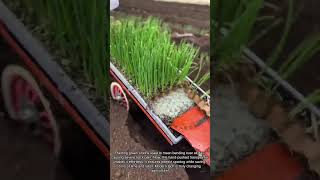 Say Goodbye to Back Pain! Hand Pushed Onion Transplanter in Action #agriculture #tools