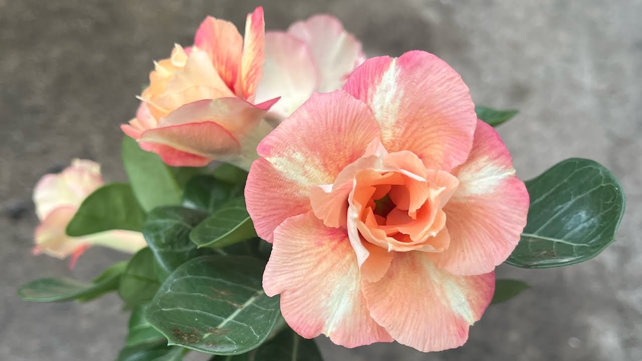 Bora ver como estão as rosas flores da G202 , inove 32 outras #plantas #flores #rosasdodeserto 