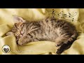 Cat Music - Sounds that Cats Love, Cat Purring Sounds &amp; Soothing Sleep Music