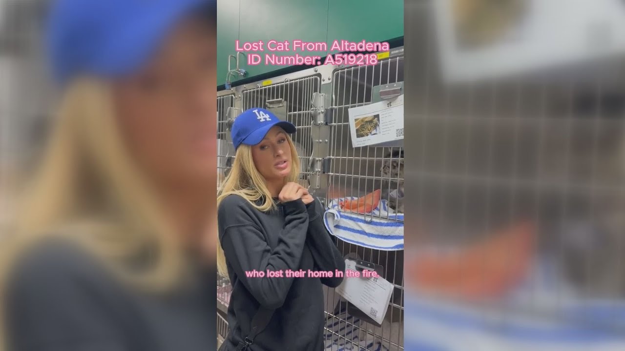 VIDEO Paris Hilton volunteers at shelter for animals impacted by Los