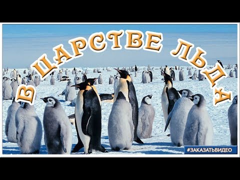 В царстве снега и льда | слайд шоу Арктика и Антарктика