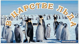 В царстве снега и льда | слайд шоу Арктика и Антарктика В царстве снега и льда | слайд шоу Арктика и Антарктика