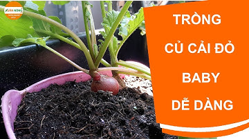 Nông nghiệp sạch | Hướng dẫn trồng củ cải đỏ baby