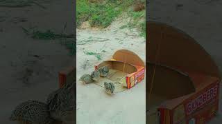 Easy Underground Drop Down Quail Trap Using Paper Box #birdtrap #shorts #shortvideo #birds
