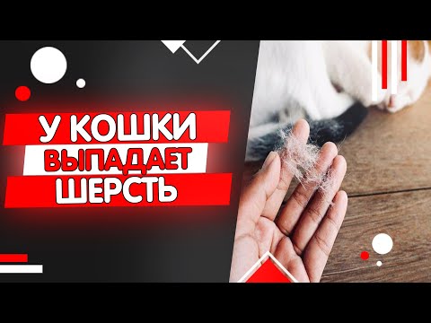 Почему у кошки выпадает шерсть, выпадение шерсти у кошек