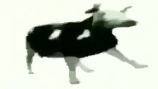 Польская Корова Танцует - 1 Час