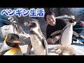 １日ペンギン共同生活したら甘えん坊だらけで可愛すぎた。