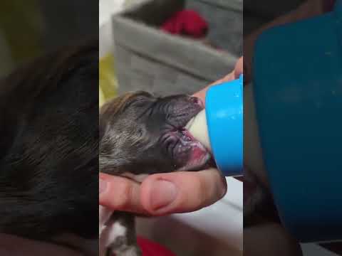 Owner Dumps Six Newborns In A Laundry Basket On The Roadside, Leaving Them For Dead [STORY BELOW]