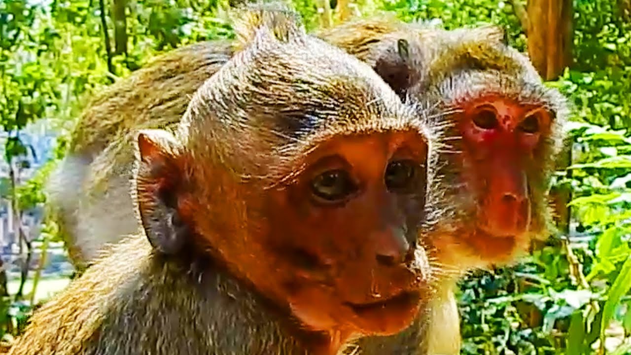 Congrats! Jane Monkey So Hurt Her Pregnant & Giving A Newborn Baby