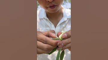 RT H0101443 mini rotary tillage and ridging all-in one tree 🌲 short view