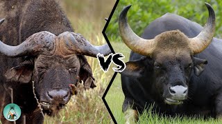 Creature Comparison: Cape Buffalo 🐃 vs. Gaur 🐃 (remake)