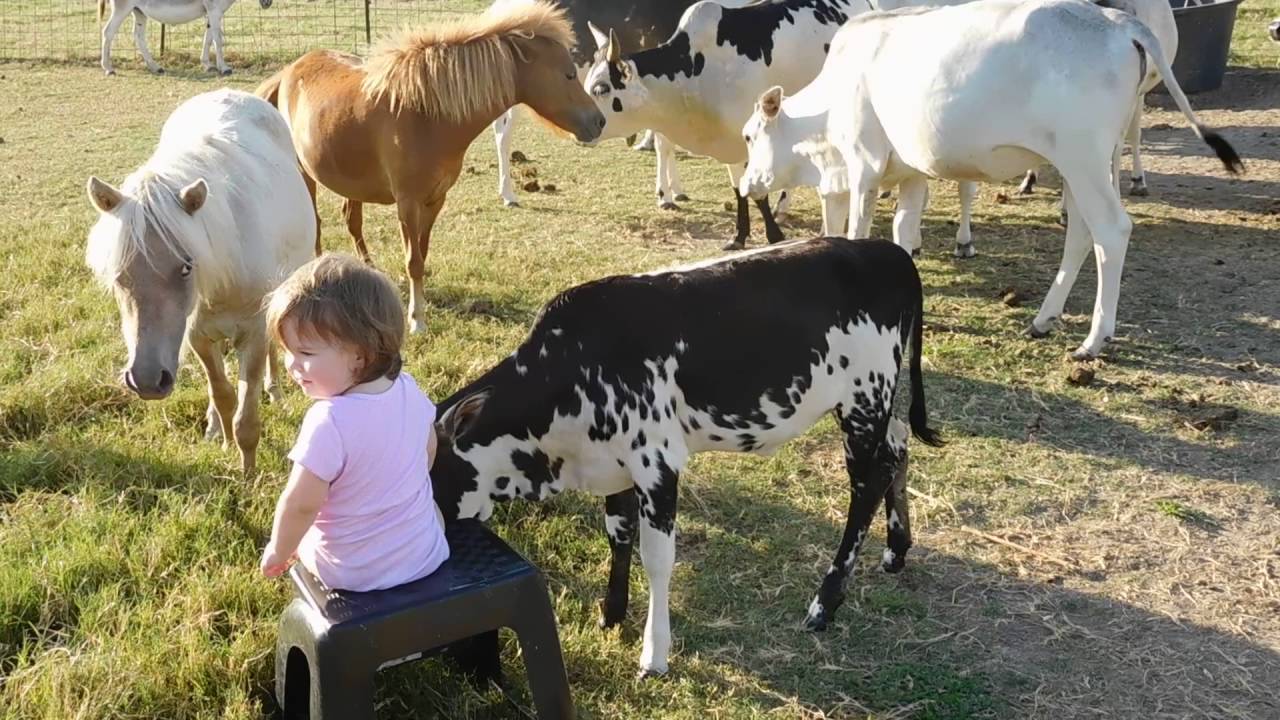 city girl attacked by Mini Zebu