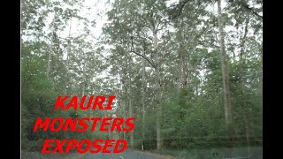 Australia’s towering kauri. The Kauri Tree Showdown, Uncovered