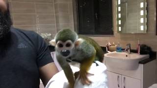 Squirrel monkey drying off after a hot bath . Chico our monkey
