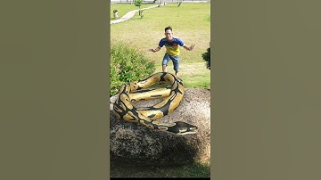 Con rắn và người lạ tham lam #shortvideo #tiktok #tiktokvideo