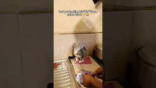 Cat Is Not A Pet Its My Kid