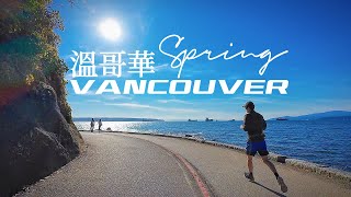 [4K] Wandering in the spring in Vancouver. Cherry, Walking, Driving, Cycling, Aerial photography