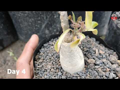 Видео: Цөлийн сарнай ургамлыг тайрах: Цөлийн сарнай тайрах аргын талаар суралц