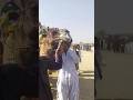 جمل في مهرجان شعبي والزبد يظهر من فمه وسط الحشود Animals Mela Shorts 