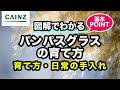 パンパスグラスの育て方（別名：シロガネヨシ）カインズ花図鑑