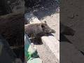سفر به بابلسر پارت چهارم بابلسر باغ وحش حیوان حیوانات طوطی شیر گراز خرس ماهی ولاگ Vlog 