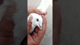 Pure Sialkoti Washi Kabutar