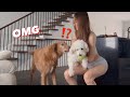     things that happen in my life with 2 dogs vlog