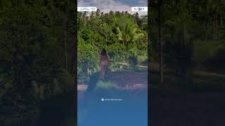 Subak, The Harmony Of Agrarian Society In Bali 10Th World Water Forum