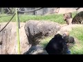 閲覧注意)ボノボ ボールで遊ぶ🎾その最中も愛を交わす💖bonobos play with toys 🔆 San Diego Zoo