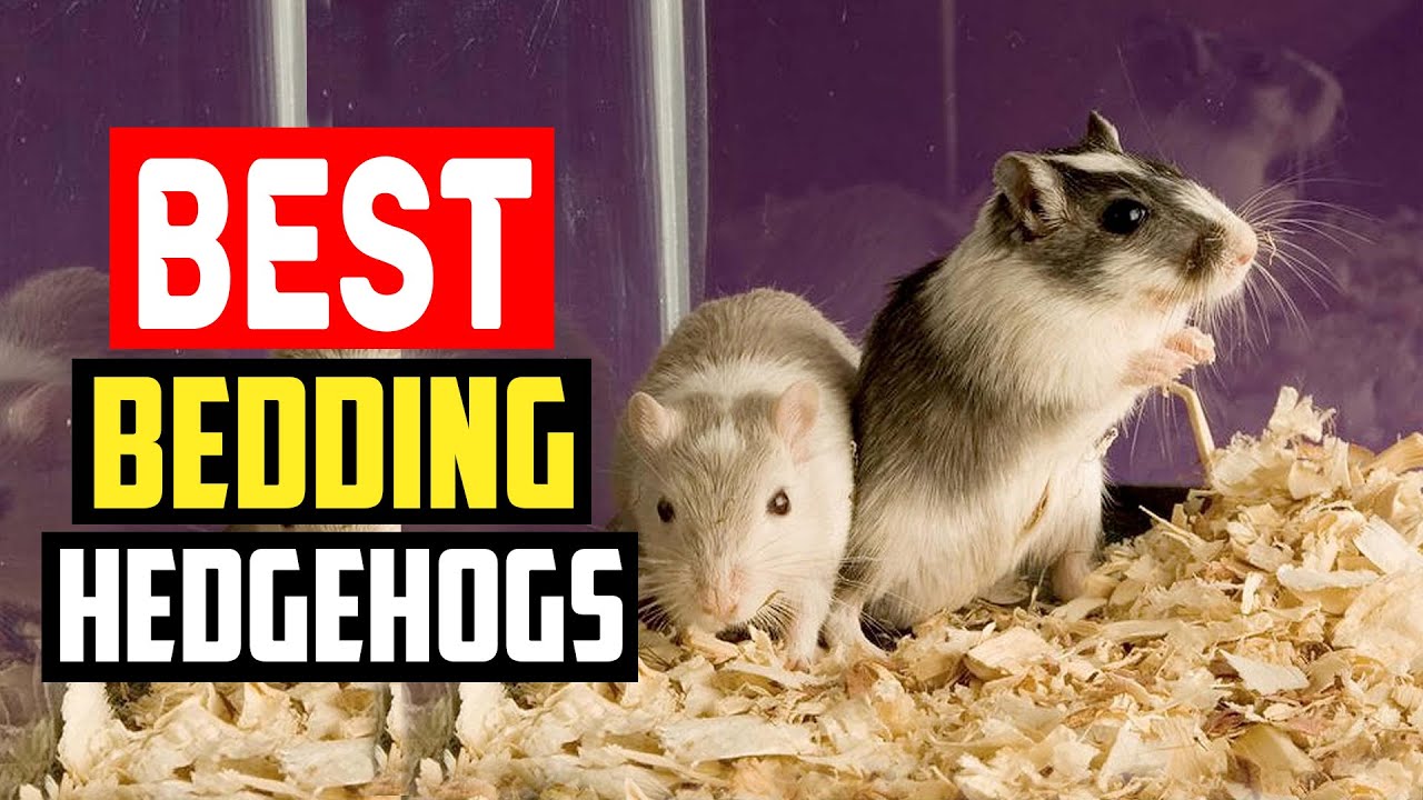 Best Bedding for Hedgehogs Review 2023 YouTube