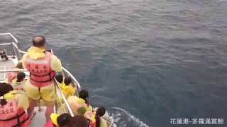 花蓮港多羅滿賞鯨海上實況20181008瓶鼻海豚來飆船