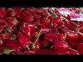 Пиперки од Македонија со токсичен пестицид откриени во Хрватска
