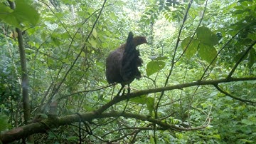 poj qaib dib tshiab tsauj zoo heev leej twg nyiam tug tau