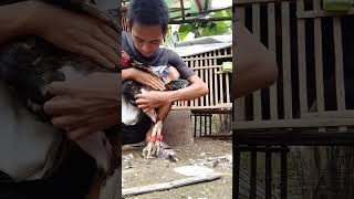 Download Lagu Cara Nyabut bulu ayam (MABUNG PAKSA) #shortvideo #viral #pecintaayam MP3