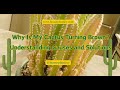 Cactus Care: Understanding the Causes of Cactus Browning and How to Revive Them | Houseplant Joy