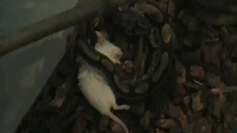 ball python vs mouse part 2