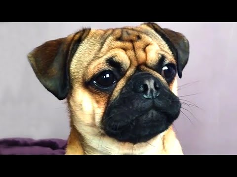 Cute Dog Bloopers & Reactions | Funny Pet Videos