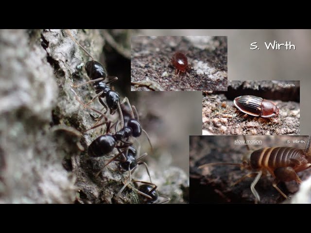 Ant cricket and beetle Amphotis marginata in a nest of Lasius fuliginosus