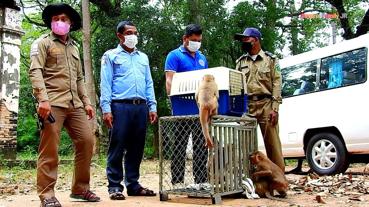Hot News!  NGO rescues three orphan baby Newly pigtail monkeys Dory & Brandi hope they recover soon