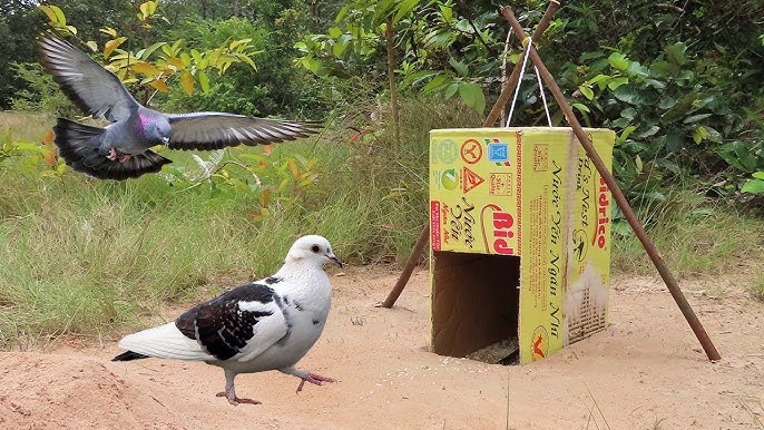 Folding Pigeon Trap new update model for 2023