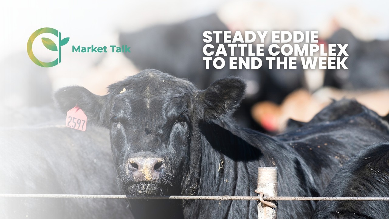 Steady Eddie Cattle Complex to End the Week