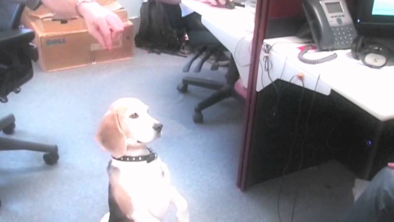 Puppy Obedience School Amazing YouTube Puppy Obedience School Amazing YouTube