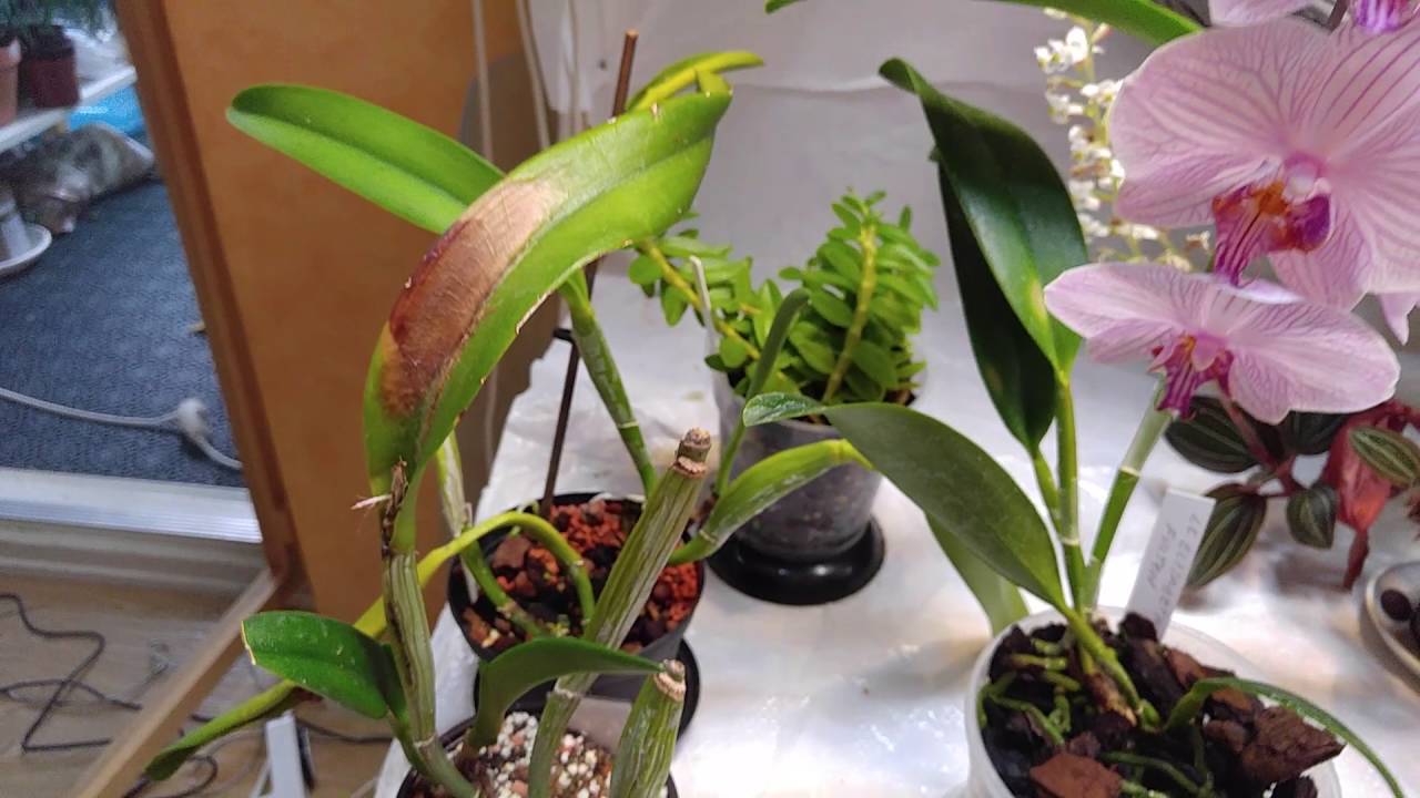 Indoor Orchid Wall.