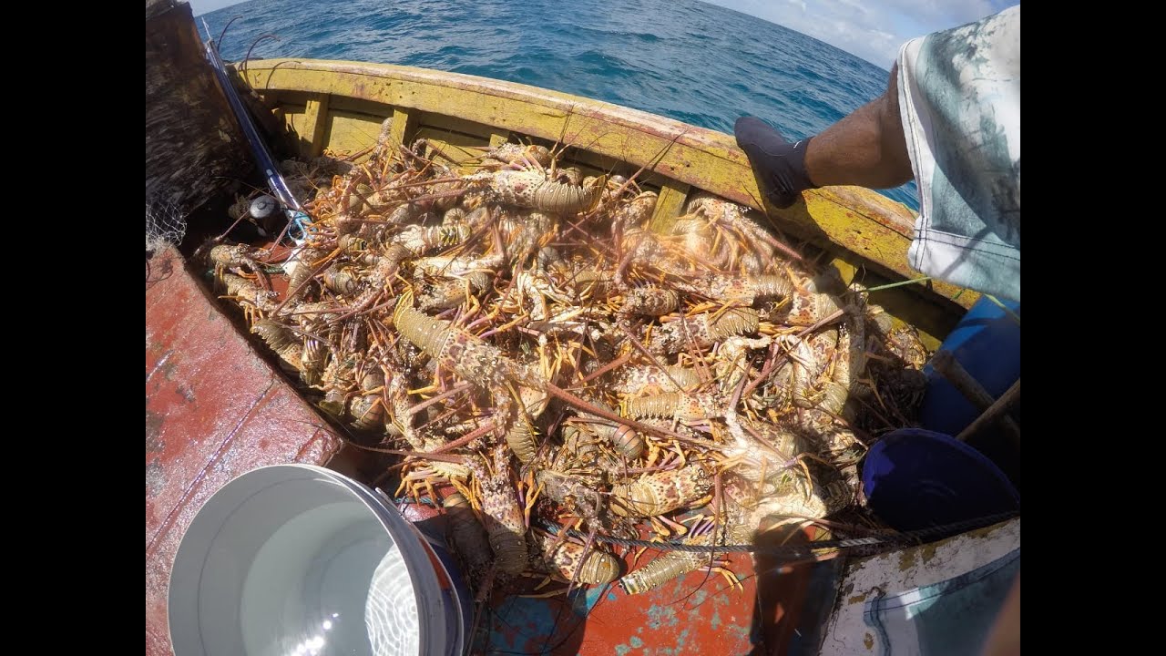 Mergulho em busca das lagostas perdidas.