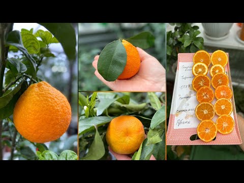 Video: Rozdiel Medzi Clementine A Mandarin